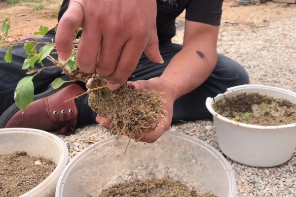 三角梅的虫害怎么治,可人工除虫或喷洒药剂
