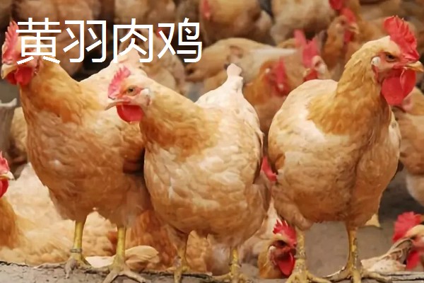 为什么白羽鸡需要进口,该品种的祖代鸡不可留种无限繁殖
