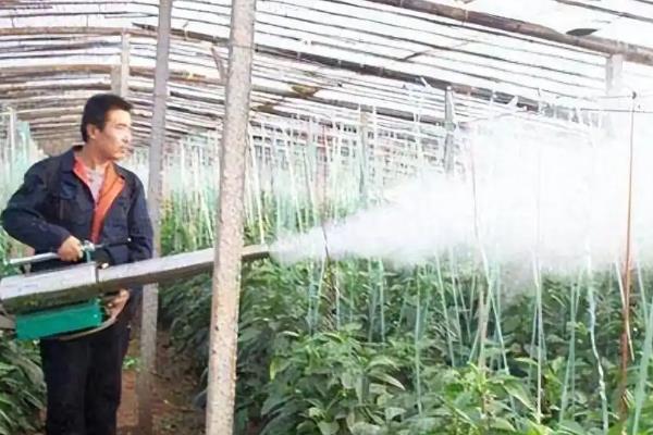 芸苔素内酯对番茄的作用,可增加植株抗性延缓衰老