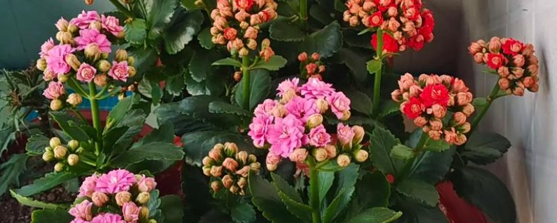 长寿花的浇水方法，春秋季节每隔5天浇一次