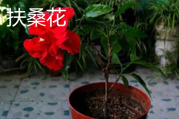哪些花朵呈火红色,常见扶桑花、朱顶红等品种