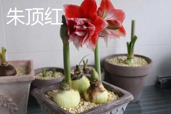 哪些花朵呈火红色,常见扶桑花、朱顶红等品种