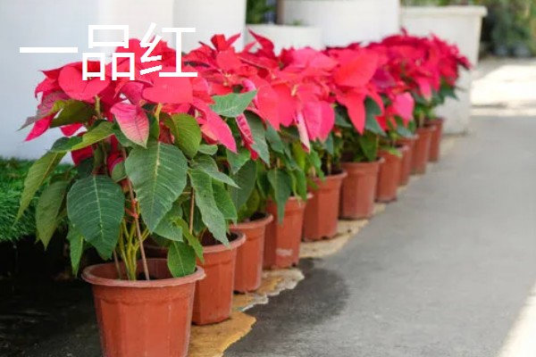 哪些花朵呈火红色,常见扶桑花、朱顶红等品种