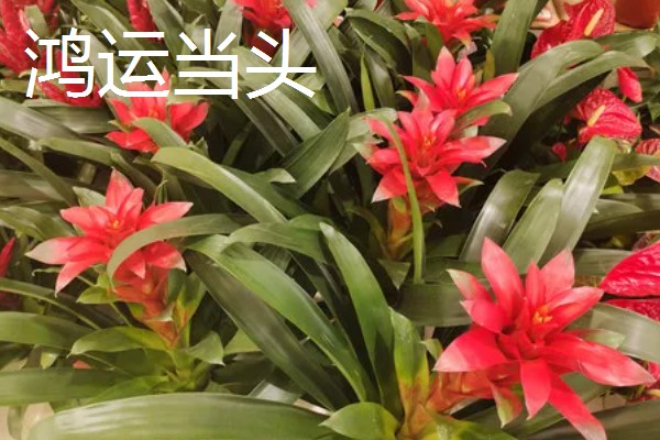 哪些花朵呈火红色,常见扶桑花、朱顶红等品种