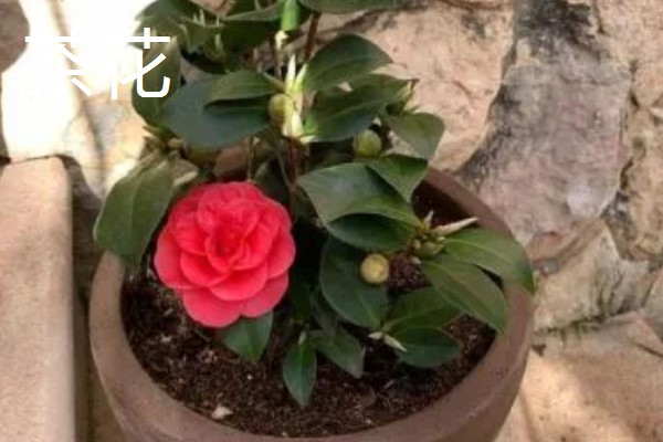 哪些花朵呈火红色,常见扶桑花、朱顶红等品种