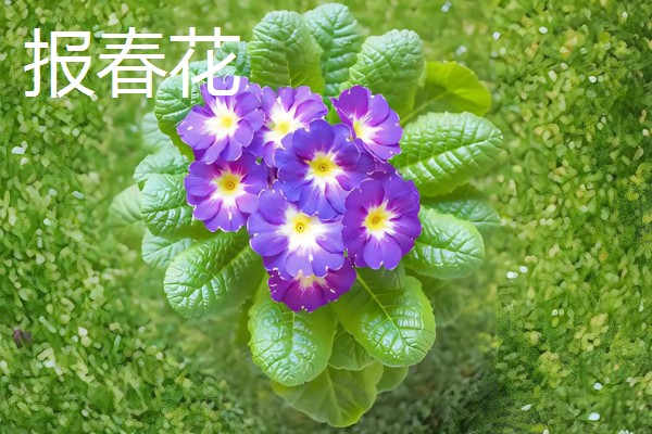 哪些花朵呈火红色,常见扶桑花、朱顶红等品种