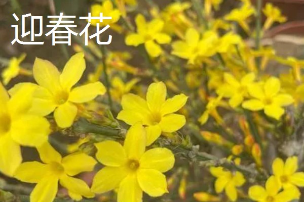 哪些花朵呈火红色,常见扶桑花、朱顶红等品种