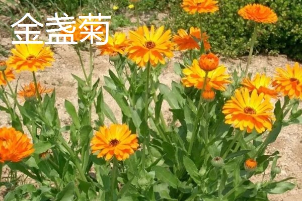 哪些花朵呈火红色,常见扶桑花、朱顶红等品种