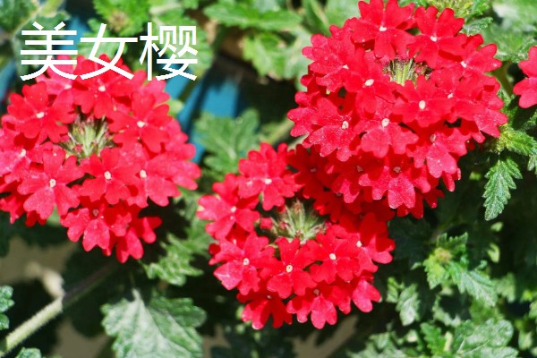 哪些花朵呈火红色,常见扶桑花、朱顶红等品种