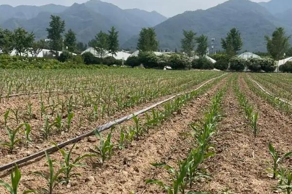 玉米如何种植，每亩地保苗4000株左右