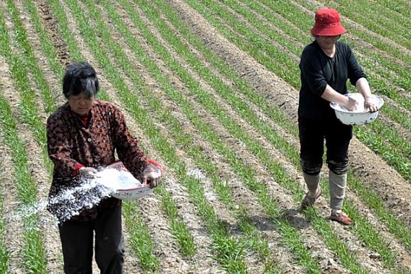 玉米如何种植，每亩地保苗4000株左右
