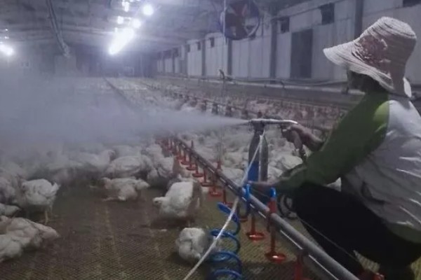 鸡虱子怎么去除,可以采用药剂灭虱