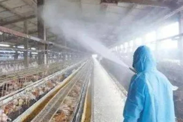 鸡虱子怎么去除,可以采用药剂灭虱