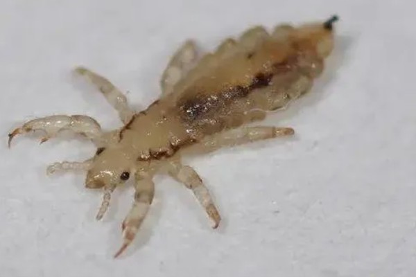 鸡虱子怎么去除,可以采用药剂灭虱