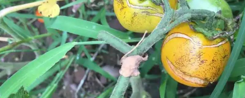 怎么防治番茄裂果，可种植抗裂品种
