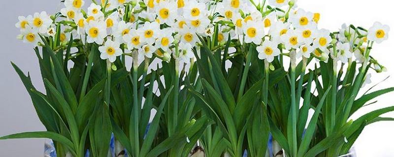 水仙花养护要点，适宜温度10-18℃