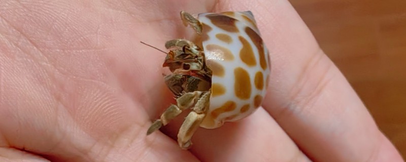 寄居蟹的品种，灰白陆寄居蟹、紫陆寄居蟹等品种很常见