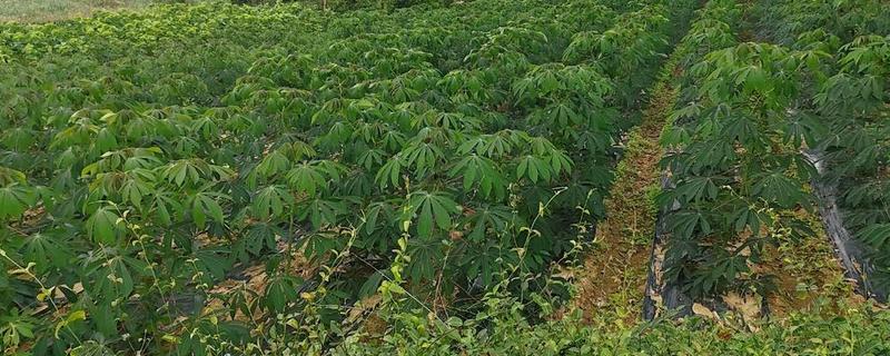 木薯种植期几个月能收获，生长期大约为10个月