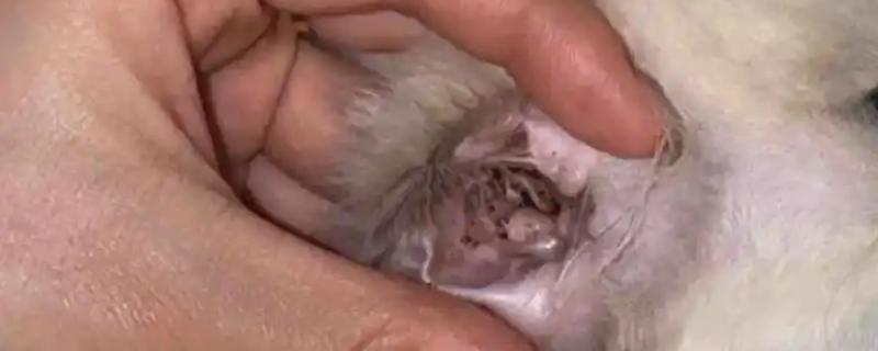 猫咪耳螨如何正确防治，清洗耳道后滴加耳药