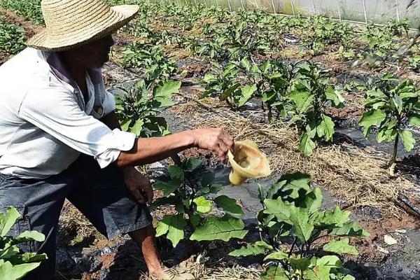 怎么防治茄子秧枯萎打蔫,一定要防止田间积水