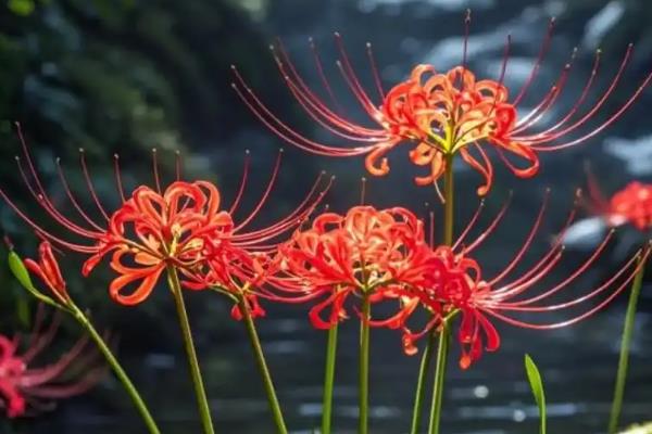 彼岸花的花语，不同颜色的花语不同