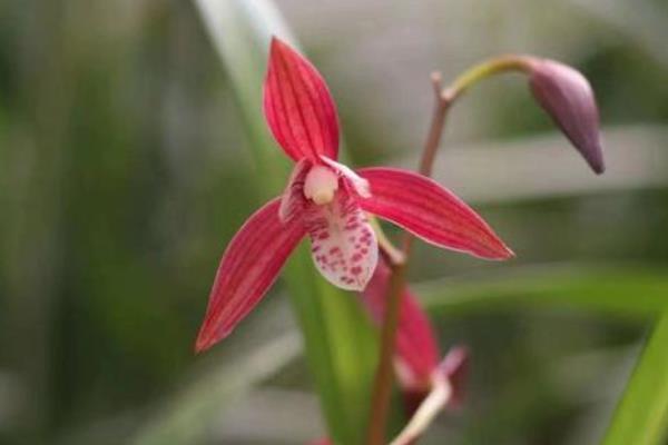 四季兰属于什么品种，是一种建兰