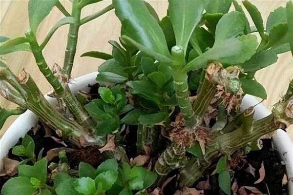 长寿花怎么剪枝,进入休眠期后剪短所有枝条
