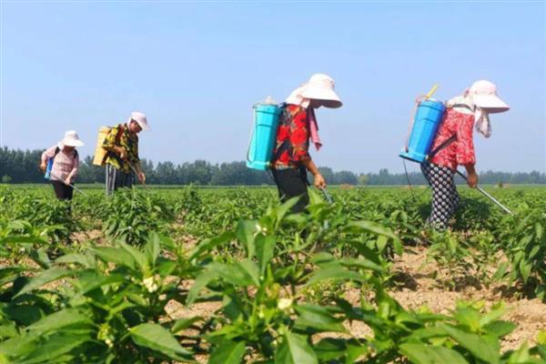 无公害蔬菜如何使用除草剂,除草剂在杂草的萌发期使用效果好