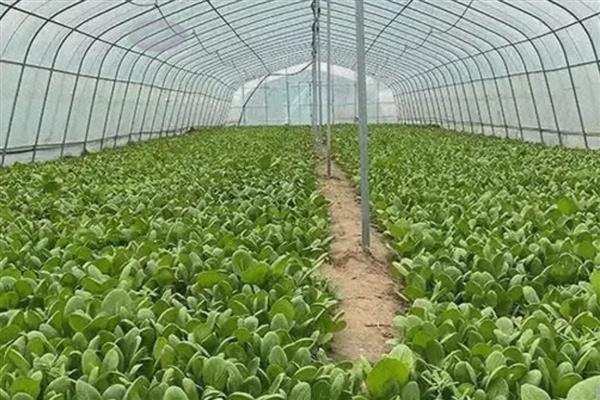 无公害蔬菜如何使用除草剂,除草剂在杂草的萌发期使用效果好