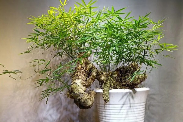 怎么养下山簕竹头,喜欢温暖湿润的环境