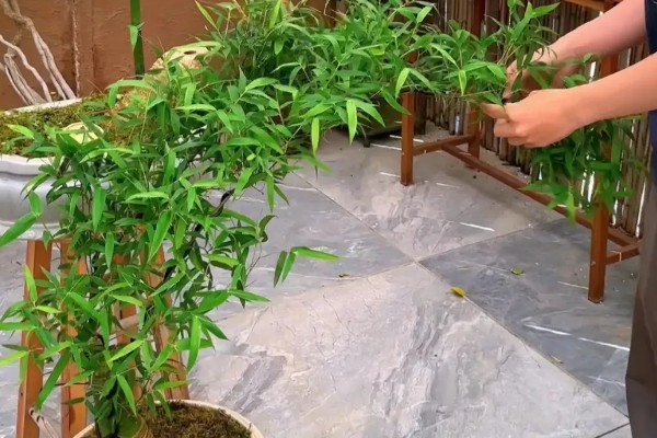 怎么养下山簕竹头,喜欢温暖湿润的环境