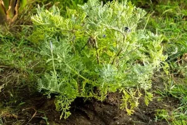 薰衣草如何修剪,生长期时可修剪植株的茎条