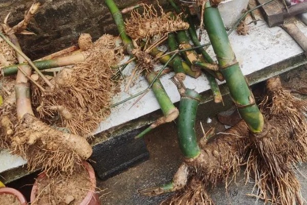 怎么养下山簕竹头,喜欢温暖湿润的环境