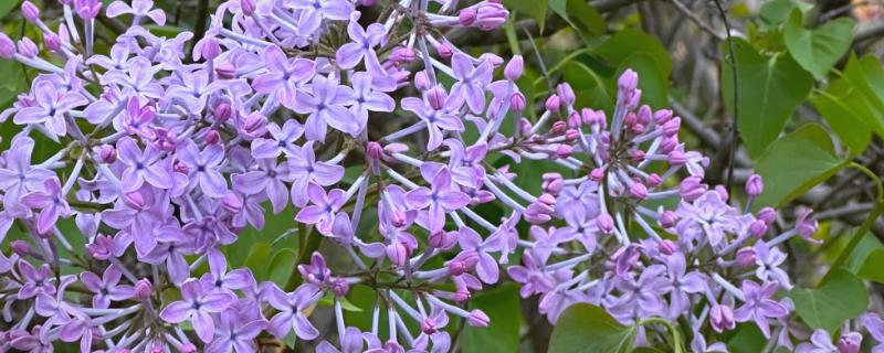 丁香花的花语，寓意美好的初恋、纯洁的青春等