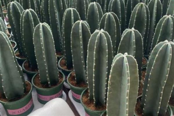 量天尺怎么养殖,春秋季节每隔10-15天浇一次水