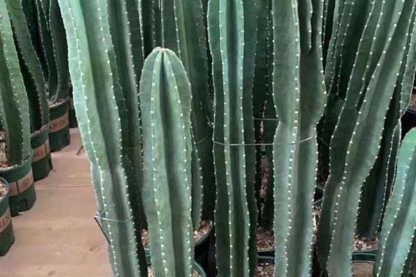 量天尺怎么养殖,春秋季节每隔10-15天浇一次水