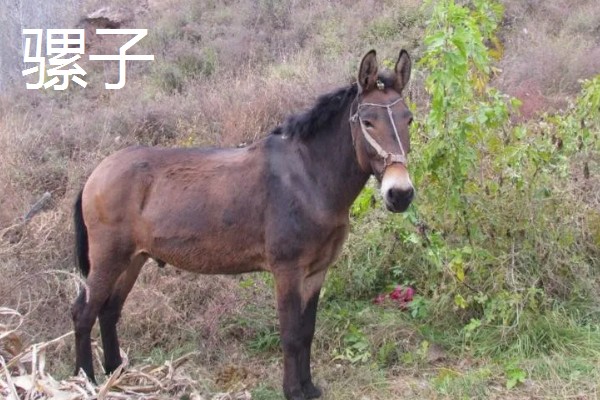 马、驴与骡子的区别,属性、外形特征、性格等都不同
