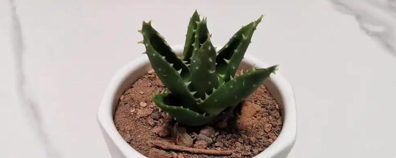养芦荟的好处，可起到装饰和净化的作用
