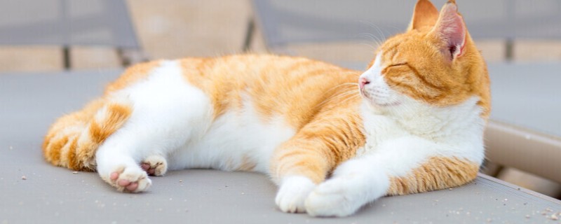 猫为什么有牙结石，可能是没有定期刷牙等因素所致