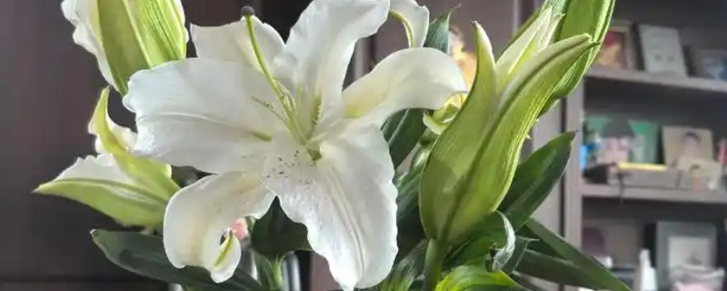 香槟玫瑰加百合的寓意，代表一生只钟情你一个