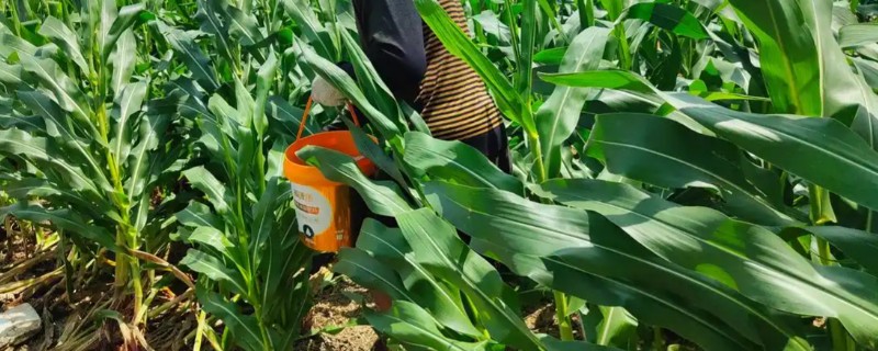 玉米高产施肥方法，抽穗期用尿素和磷酸二氢钾兑水喷施