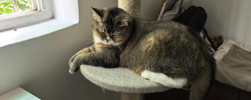 猫发烧了能喂99感冒灵吗，不可服用人类的药物