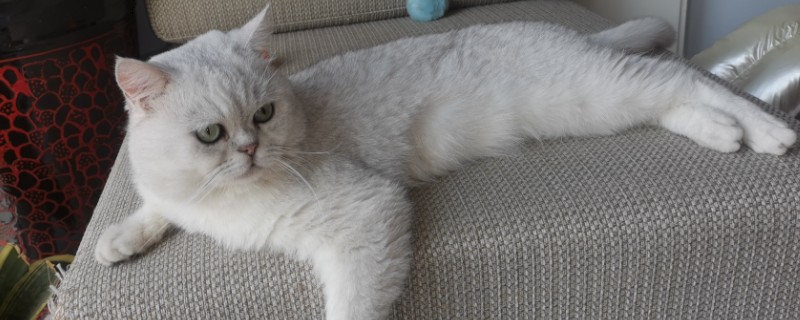 猫拉肚子的原因，可能是应激反应或换粮不当