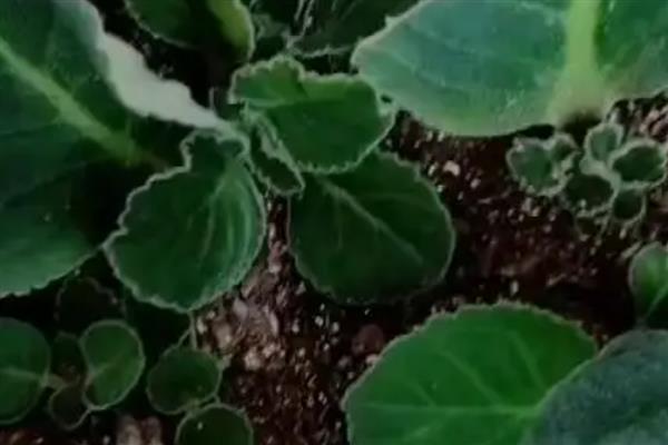 芙蓉花如何扦插,挑选当年生长健康粗壮的枝条