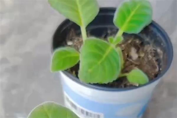 芙蓉花如何扦插,挑选当年生长健康粗壮的枝条