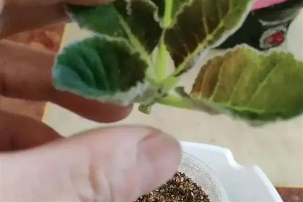 芙蓉花如何扦插,挑选当年生长健康粗壮的枝条