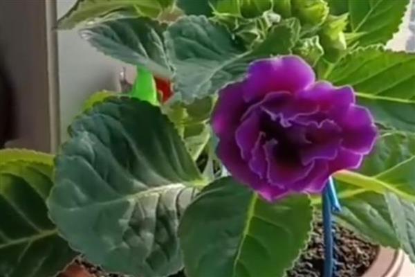 芙蓉花如何扦插,挑选当年生长健康粗壮的枝条