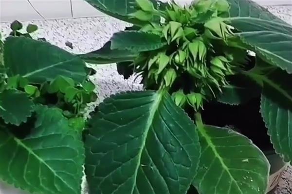 芙蓉花如何扦插,挑选当年生长健康粗壮的枝条