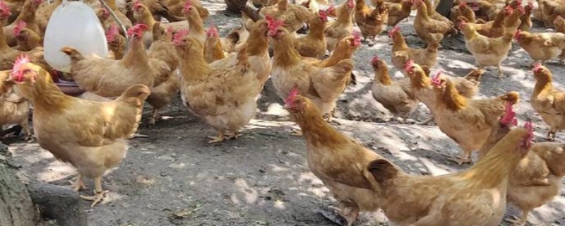 如何预防鸡瘟，要及时给鸡猪舍鸡瘟疫苗