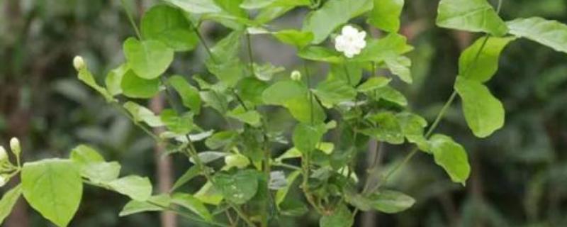 茉莉的养殖方法，适合在微酸的土壤中生长
